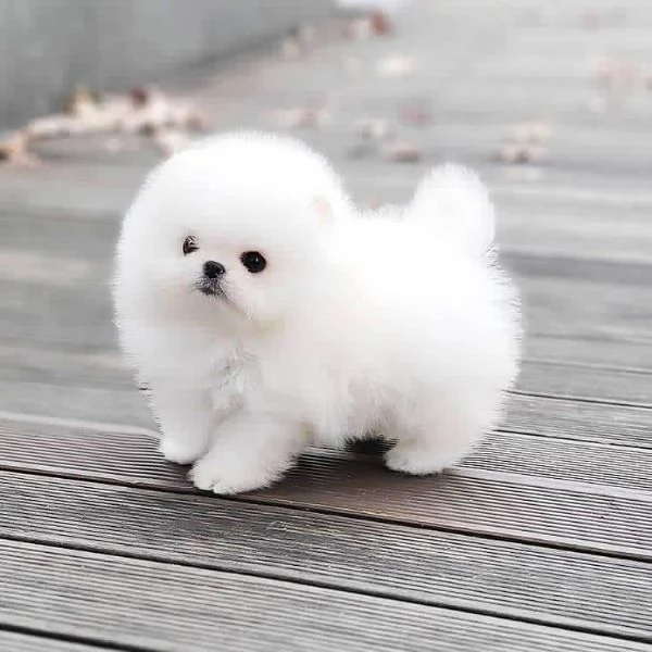 Adorabili cuccioli di Pomerania in cerca di adozione
