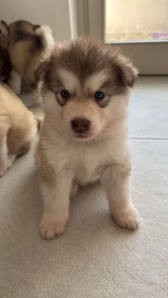 Cuccioli di Alaskan Malamut  | Foto 6