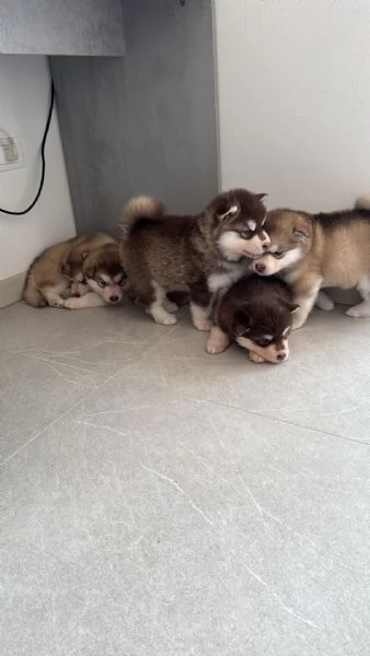 Cuccioli di Alaskan Malamut  | Foto 5