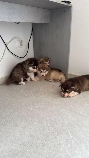 Cuccioli di Alaskan Malamut  | Foto 4