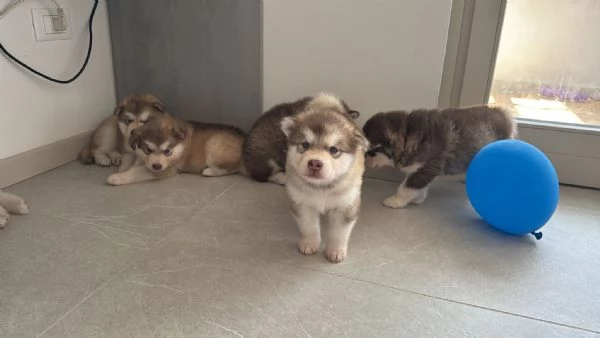 Cuccioli di Alaskan Malamut  | Foto 3