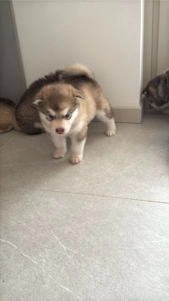 Cuccioli di Alaskan Malamut  | Foto 2