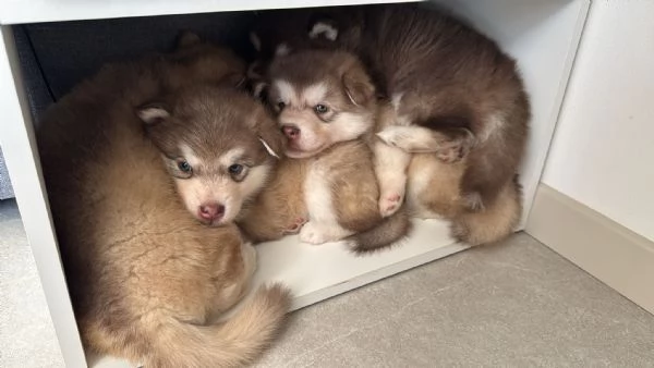 Cuccioli di Alaskan Malamut 