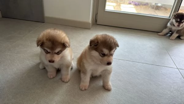 Cuccioli di Alaskan Malamut  | Foto 1