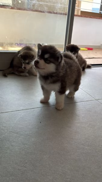 Cuccioli di Alaskan Malamut  | Foto 0