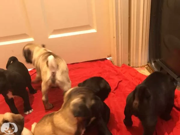 Cuccioli di Carlino | Foto 0