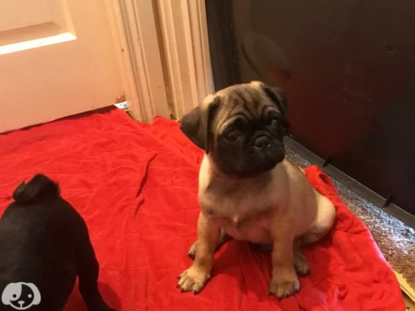 Cuccioli di Carlino | Foto 1