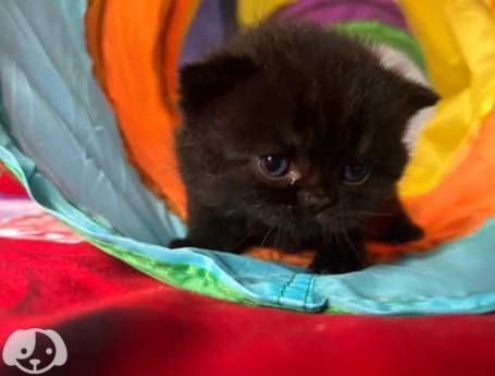 Gatti British Shorthair | Foto 5