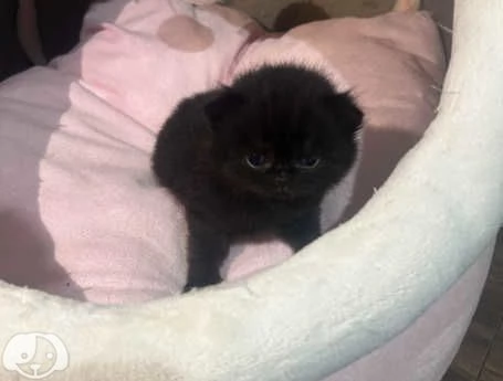 Gatti British Shorthair | Foto 6