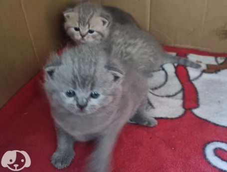 Gatti British Shorthair | Foto 0