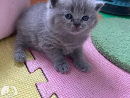 Gatti British Shorthair | Foto 4