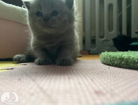 Gatti British Shorthair | Foto 0