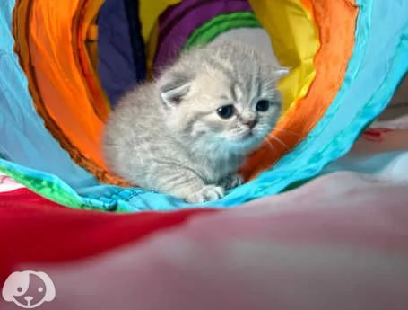 Gatti British Shorthair | Foto 1