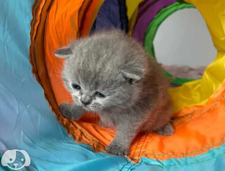 Gatti British Shorthair | Foto 5