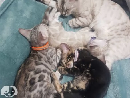 Gattini del Bengala | Foto 3