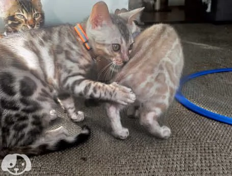 Gattini del Bengala | Foto 2