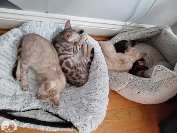 Gattini del Bengala | Foto 2