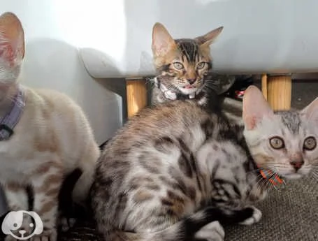 Gattini del Bengala | Foto 2