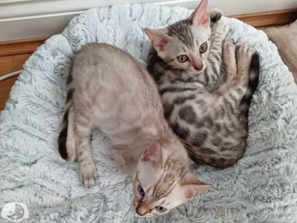 Gattini del Bengala | Foto 3