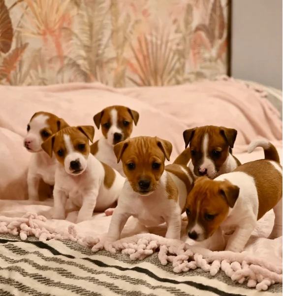 per adozione regalo Jack-Russel in adozione