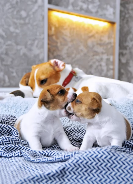 per adozione regalo JackRussel in adozione