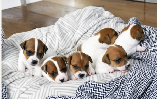 per adozione regalo JackRussel in adozione