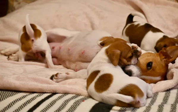 per adozione regalo JackRussel in adozione