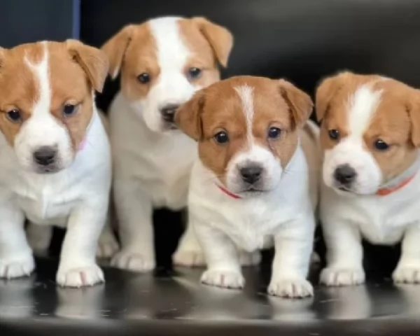 per adozione regalo JackRussel in adozione