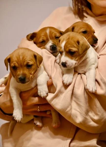 per adozione regalo JackRussel in adozione | Foto 0