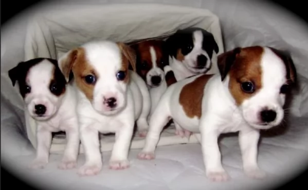 per adozione regalo JackRussel in adozione