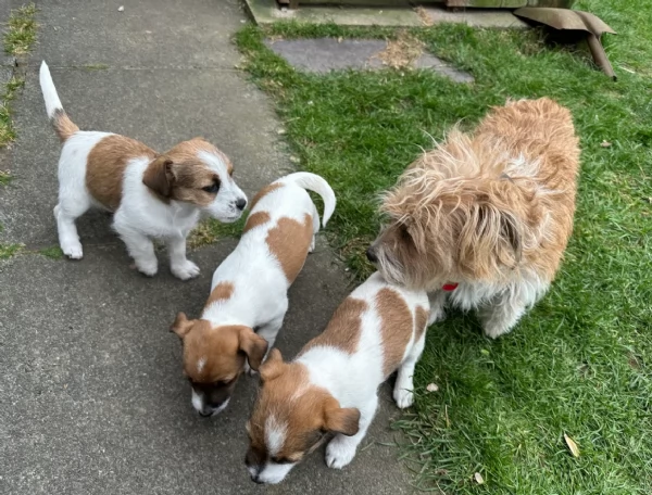 per adozione regalo JackRussel in adozione