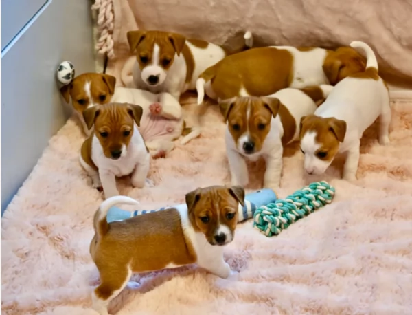 per adozione regalo JackRussel in adozione