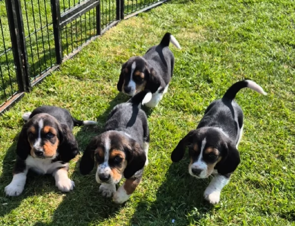 CUCCIOLI DI Bassethound ALLEVATI CON AMORE per adozione