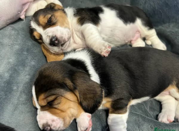 CUCCIOLI DI Bassethound ALLEVATI CON AMORE per adozione