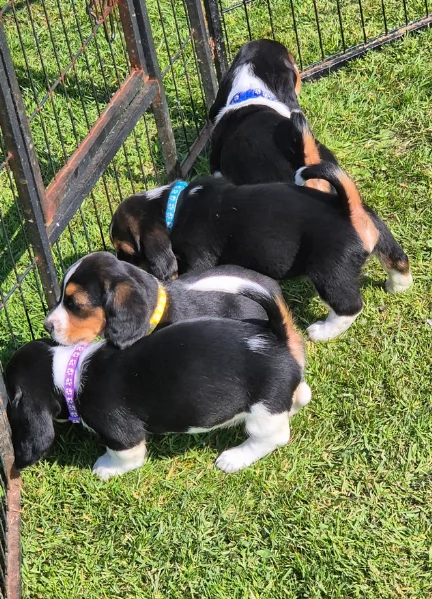 CUCCIOLI DI Bassethound ALLEVATI CON AMORE per adozione | Foto 0