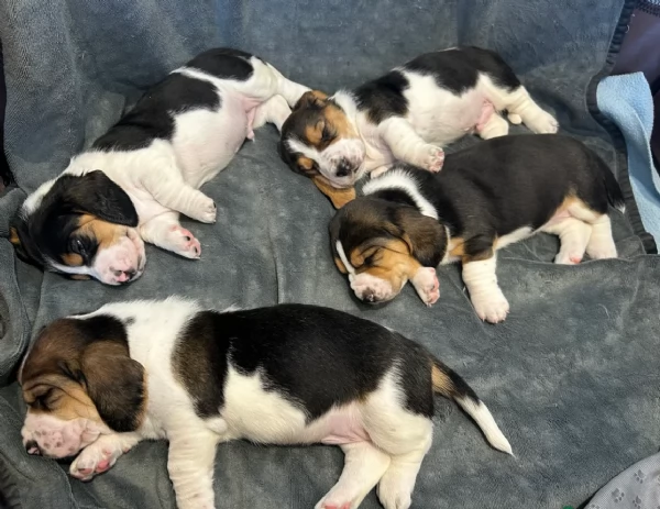 CUCCIOLI DI Bassethound ALLEVATI CON AMORE per adozione