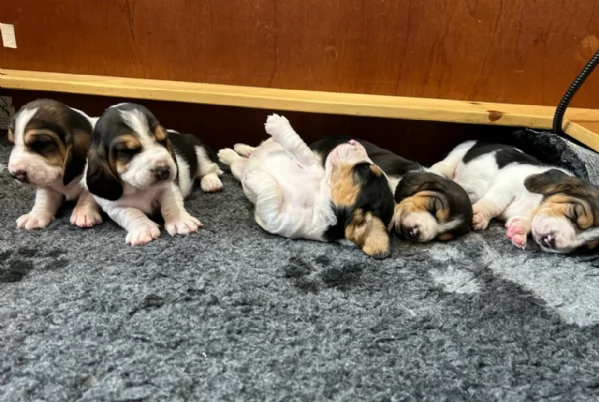 CUCCIOLI DI Bassethound ALLEVATI CON AMORE per adozione | Foto 0