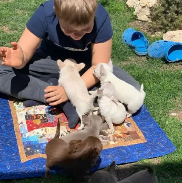 per adozione  toy chihuahua 