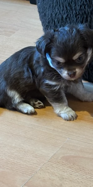 per adozione toy chihuahua 