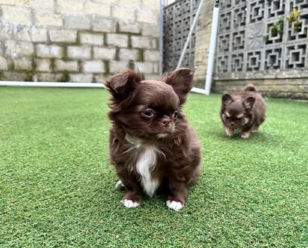 per adozione toy chihuahua  | Foto 1