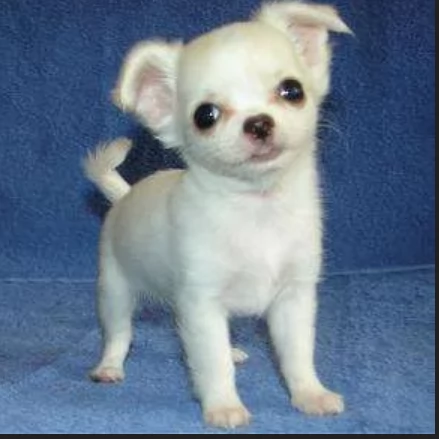 per adozione toy chihuahua 