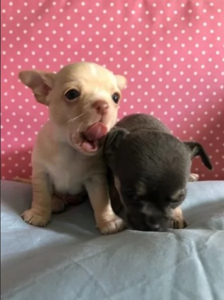 per adozione toy chihuahua 