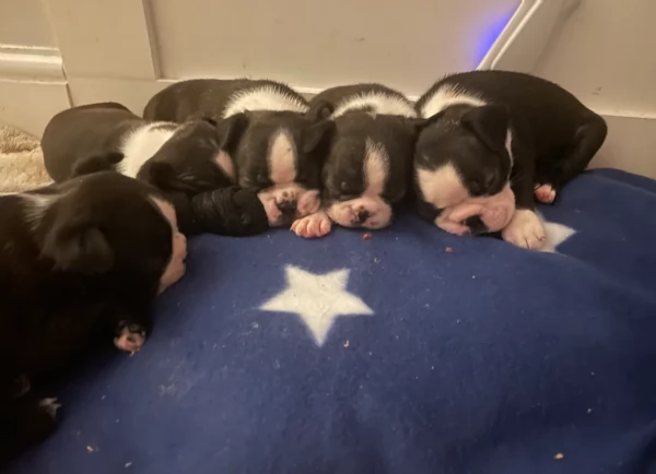 per adozione Boston Terrier | Foto 2