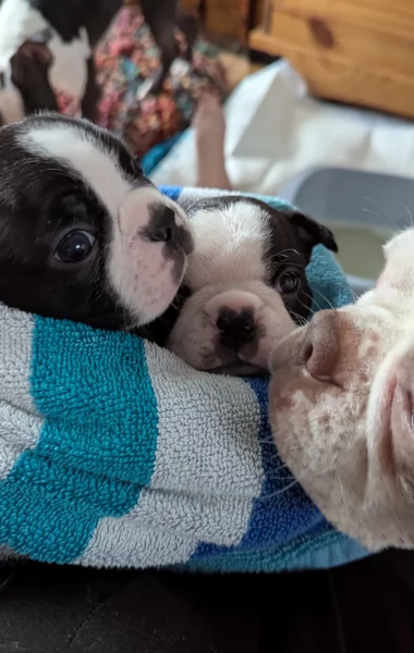 per adozione Boston Terrier | Foto 0