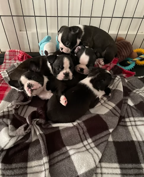 per adozione Boston Terrier