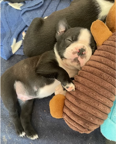 per adozione Boston Terrier | Foto 1