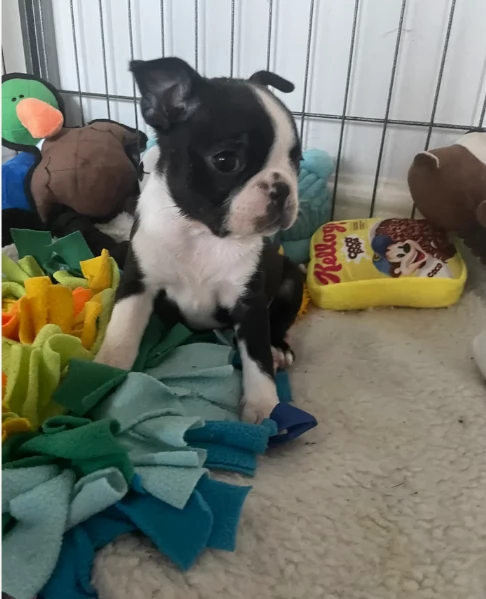 per adozione Boston Terrier | Foto 2