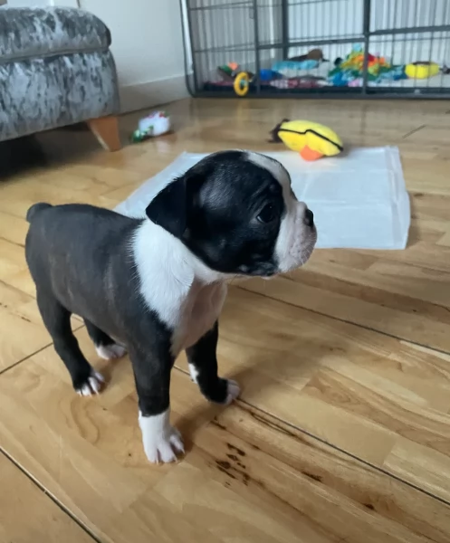 per adozione Boston Terrier | Foto 1