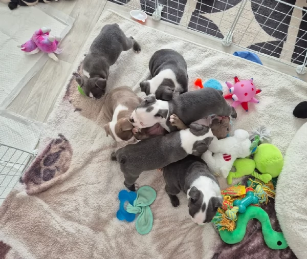 per adozione Boston Terrier | Foto 0