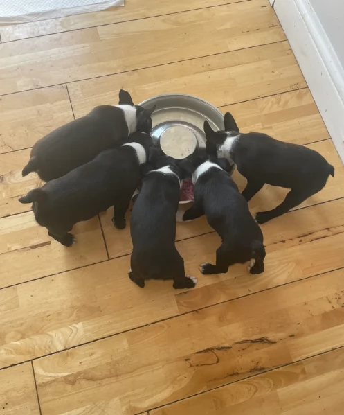 per adozione Boston Terrier